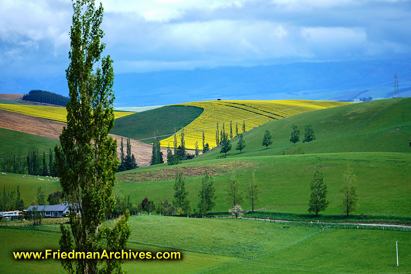 landscape,nature,yellow,rape seed,mountains,postcard,scenic,beautiful,tree,